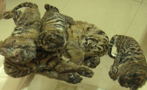 BiologistDan's tweet photo. Yesterday, Five dead #Tiger Cubs were found in car in #Vietnam. The Tigers would have been used to brew wine. Yes... Wine. The tigers would have been sold to the vineyard for $4000. There are only 3800 wild tigers left in the world https://t.co/tJzvlV5ihD
