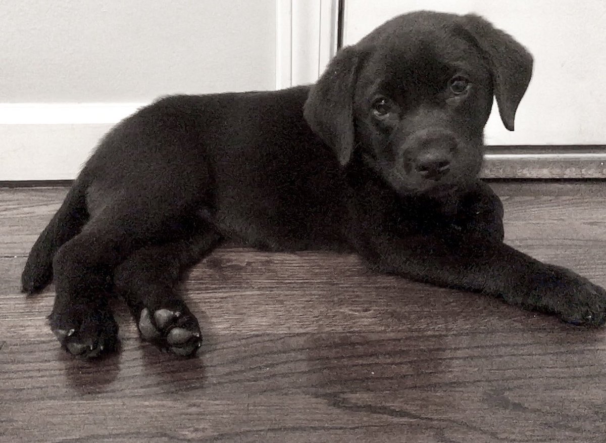 afracker's tweet image. Maggie 🐶🐾💜