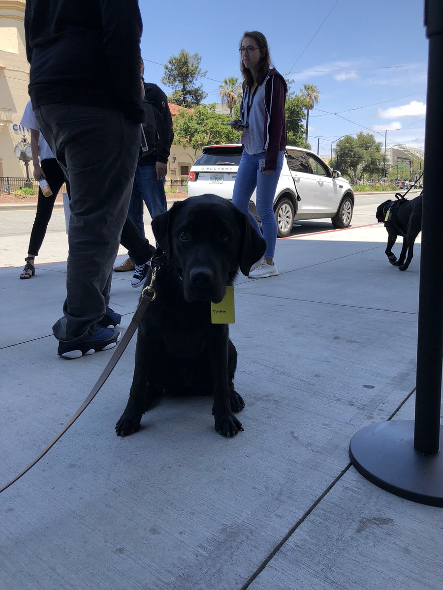 credeo's tweet photo. Coraline #dogsofwwdc #wwdc2018 https://t.co/MxSUGbCnAM