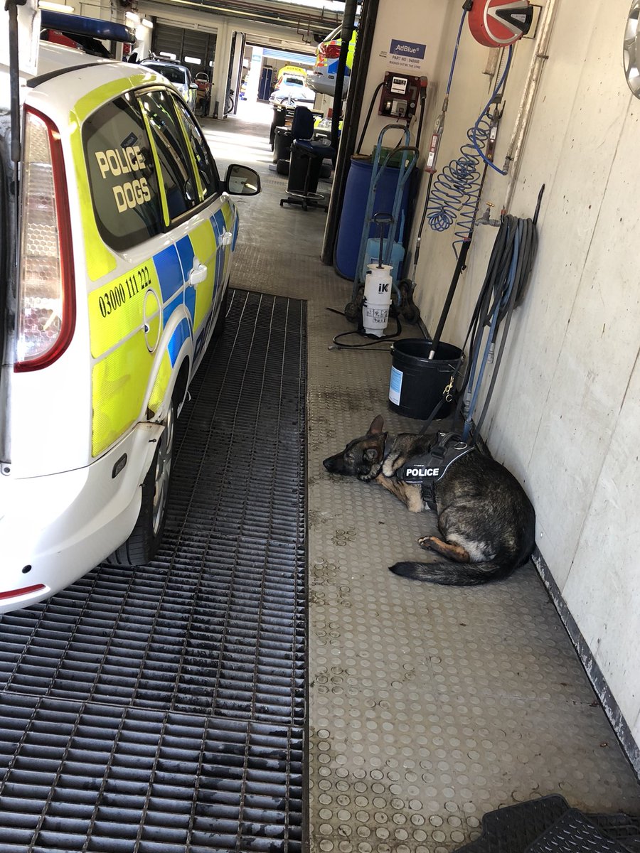 lucyscul's tweet photo. Supervising me cleaning out the inside of her van is obviously exhausting work! 😂 https://t.co/dymuIFSY30