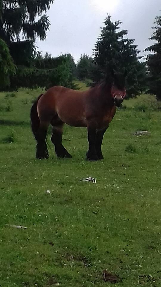 SmallFarmMounta's tweet image. 