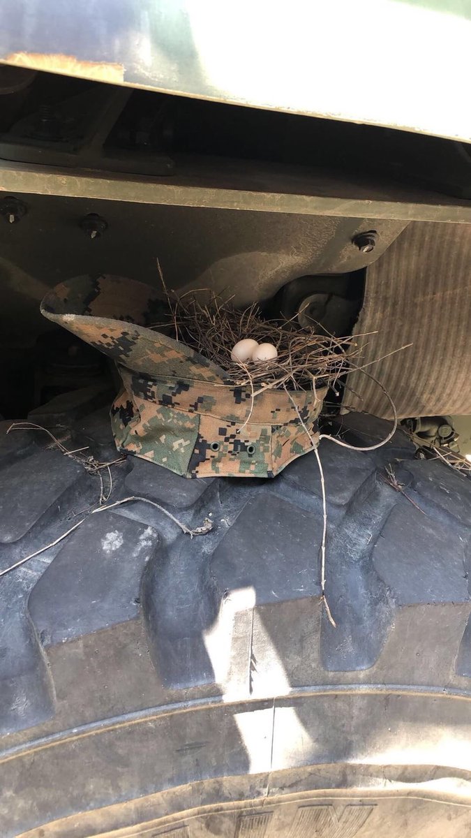 TerminalLance's tweet photo. This is where blue falcons come from https://t.co/wTbIgaIl9E