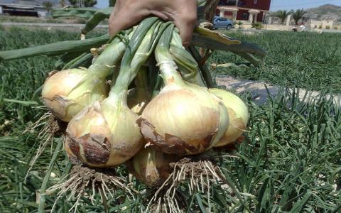 saghonduras's tweet photo. Siguatepeque: A fin de dar seguimiento a puntos importantes como producción, precio, compra de la #cebolla, entre otros, Subsecretario de Agricultura @Jbenitezport y Director de #SAG #PRONAGRO, participan en la reunión mensual del Comité de Cebolla https://t.co/2gWRoAWWV4