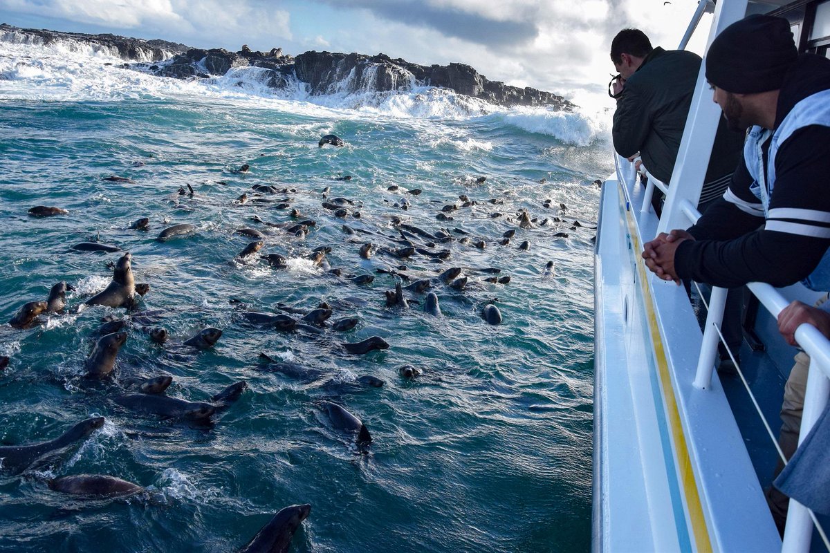 This is the sealiest thing we’ve ever seen! (via IG/wildlifecoastcruises in #SealRocks near @phillipisland) #seeaustralia