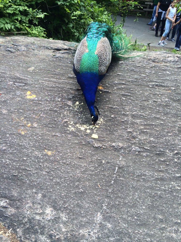 BarbaraBarjam2's tweet photo. #Seniorweekday3
#BronxZoolunchbuddy https://t.co/LnXuC4L8fL