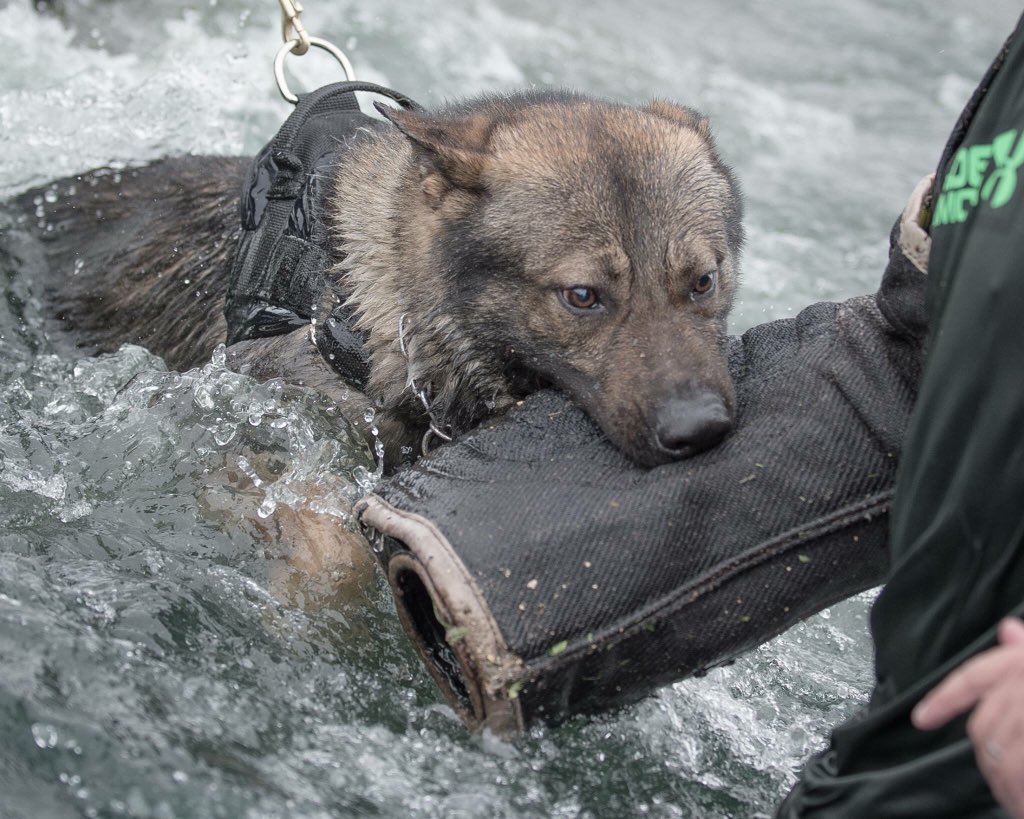 We love it when a plan comes together!! Monday afternoon we give Rocco some training in water deployments (that’s him pictured below) Tuesday evening criminal tries to evade arrest by swimming away from dog....but he doesn’t get far!! 😂😂 #gotcha