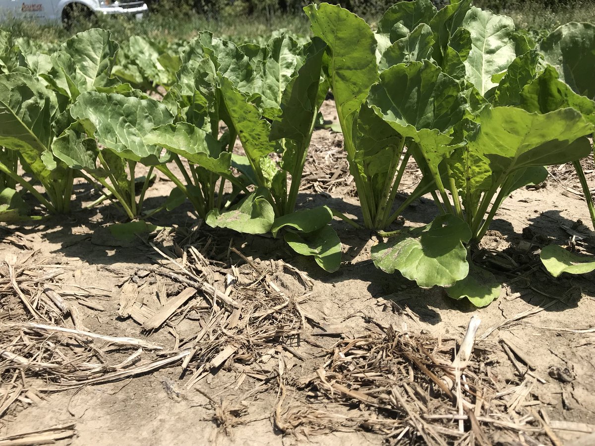WielerLarry's tweet photo. Väderstad Tempo Planter did sugar beets near this spring Thamesville Ontario, looking yummy! https://t.co/v9TMme9rPX