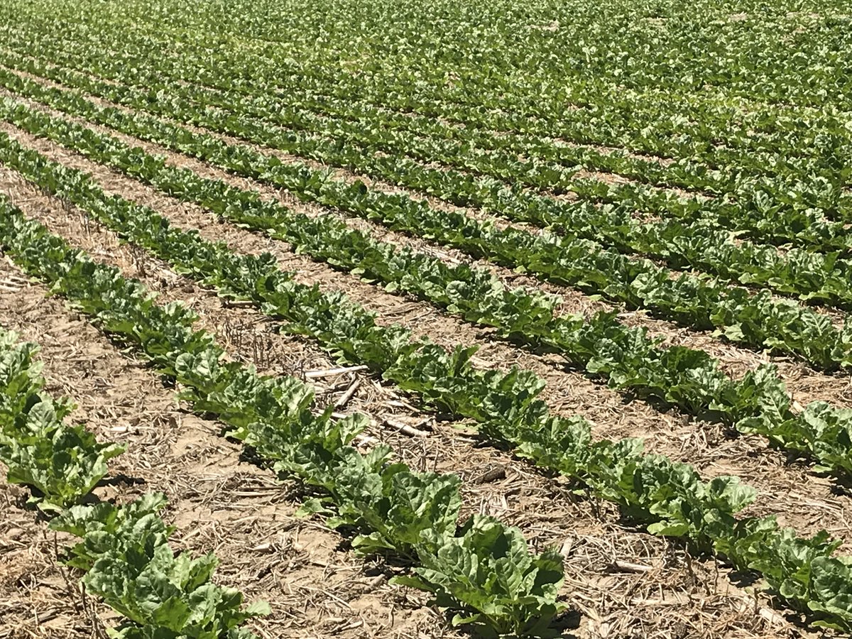 WielerLarry's tweet photo. Väderstad Tempo Planter did sugar beets near this spring Thamesville Ontario, looking yummy! https://t.co/v9TMme9rPX