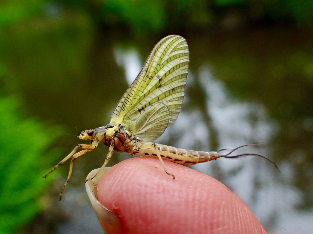 pickeringfish's tweet photo. The Mayfly are emerging on the Duchy Water &amp; plenty of fish are taking them https://t.co/U1co3kENwY