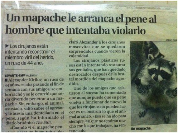Silvi_ta's tweet photo. @Rexurdir @canelles_eva Nonono, es #unmapache de verdad. Ahí empezó el mapachismo, mira el pie de foto ❤️ https://t.co/UQvn5EYzUa