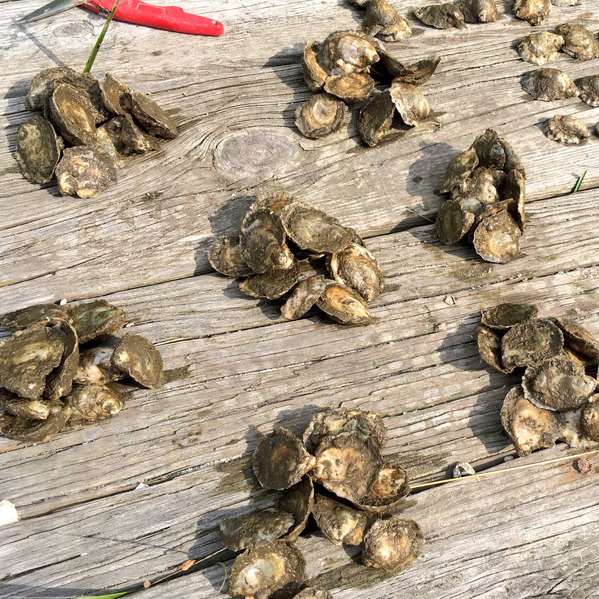 Muddy little #oysters in piles of 10 for a #Vibrio study! I got to sneak in some beach time even though my research has wrapped up and I’ve been stuck inside writing the past few weeks. I was glad to help out with this project and soak up some sun ☀️