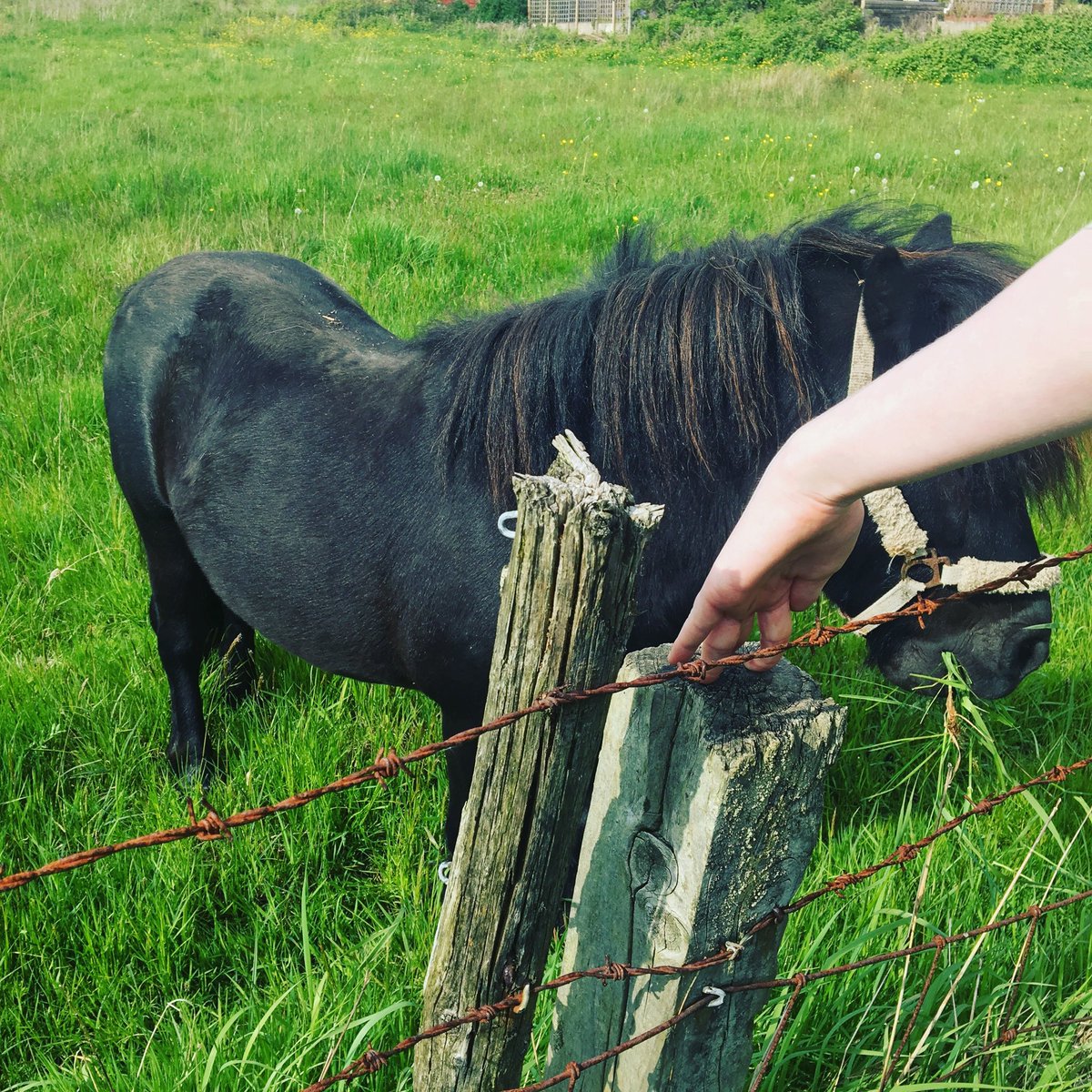 Jessica94665403's tweet photo. My homework for miss Glover it’s a pony I found https://t.co/wXuKFPo9ZM