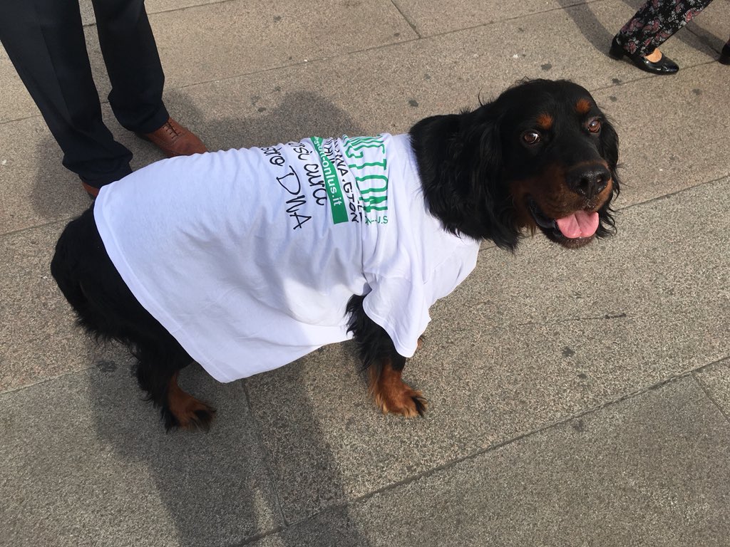 CLAMustacchi's tweet photo. โMy name is Balou. Iโm @HuntingtonOnlus volunteer. This Flash Mob is great!โ ๐๐ถ #huntingtondisease #hdays https://t.co/QNE3nldBOW