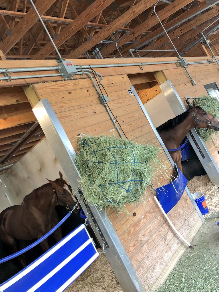 DavidMussad's tweet photo. Amazing opportunity to be out here for @RockinghamRanch riding horses of this caliber #blessed thanks @briantrump #RockinghamRanch https://t.co/3ax9QN1yHS