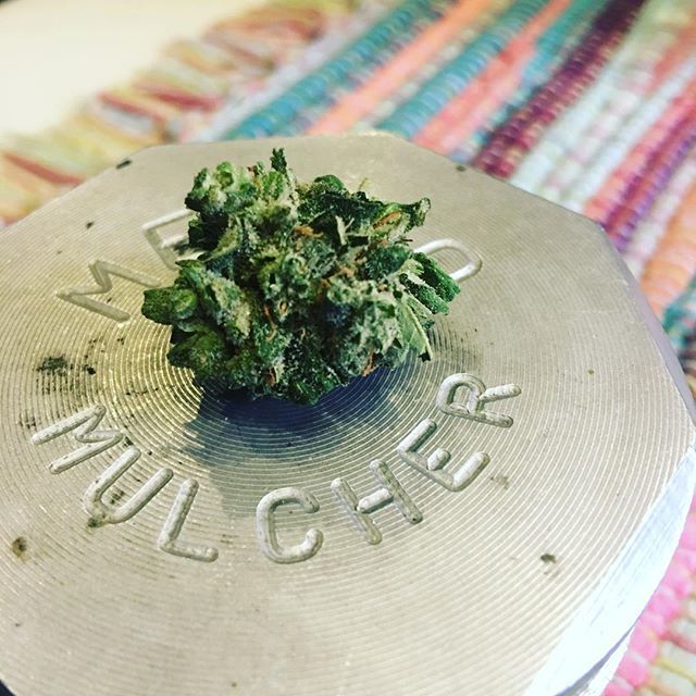 redericstravels's tweet photo. Daaaaammmmmnnnn @gleafmd 
Lovin’ that #Stardawg https://t.co/CZhyOPhe5Y