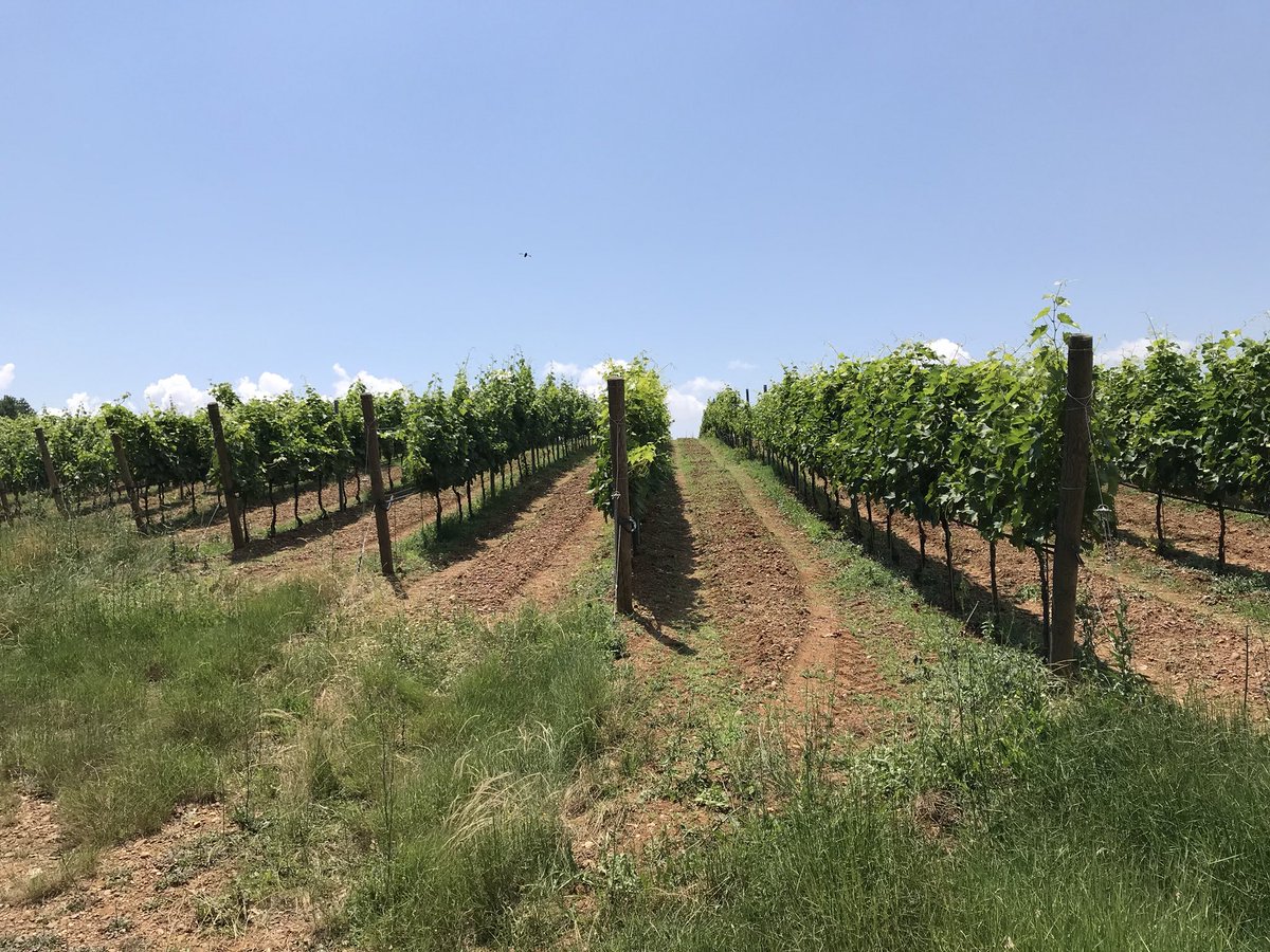 kantina_arberi's tweet photo. #ARBËRIVineyard #KoderRreshen #Mirdite #KantinaARBËRI #AlbanianWines #Bukmire #NativeVariety #Kallmet #SheshiBardhe #Cerruje #SheshIZi #ARDOsparklingWines https://t.co/ptCmV2EMPH