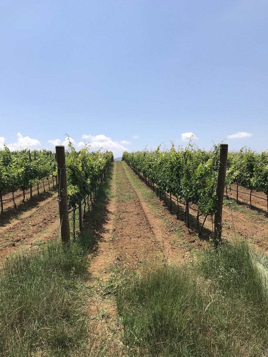 kantina_arberi's tweet photo. #ARBËRIVineyard #KoderRreshen #Mirdite #KantinaARBËRI #AlbanianWines #Bukmire #NativeVariety #Kallmet #SheshiBardhe #Cerruje #SheshIZi #ARDOsparklingWines https://t.co/ptCmV2EMPH
