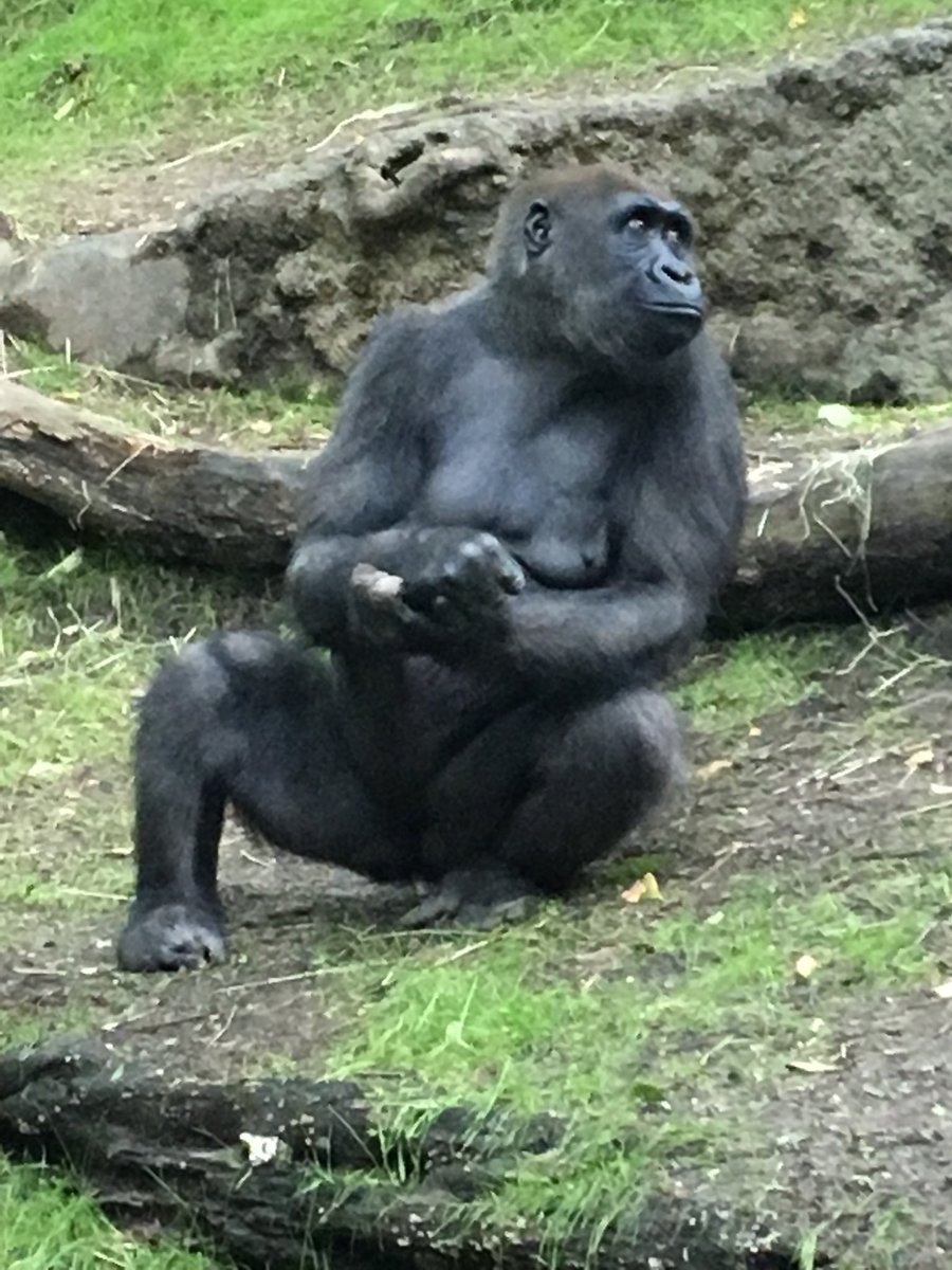 DrLindaDykes's tweet photo. Lovely afternoon at @BronxZoo with @romduck & @ChickLitDuck sadly brings to a close my post-#EMSPro holiday. Now at JFK airport in the longest queue for security I’ve ever seen 😳 https://t.co/ahNRqzg8hF