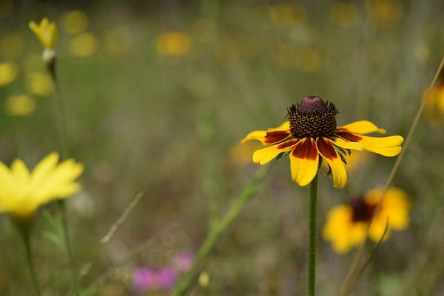 studio_1619's tweet photo. Want to be a hero?  ... a plant hero that is!  Join the Texas Native Plant Rescue at the Pecan District site to rescue plants on Saturday, June 16, 9:00am to noon. Meet behind EVS Metal on 400 South Heatherwilde Blvd., Pflug. Bring a shovel, gloves, buckets and closed toe shoes. https://t.co/Uv0v4C55gl