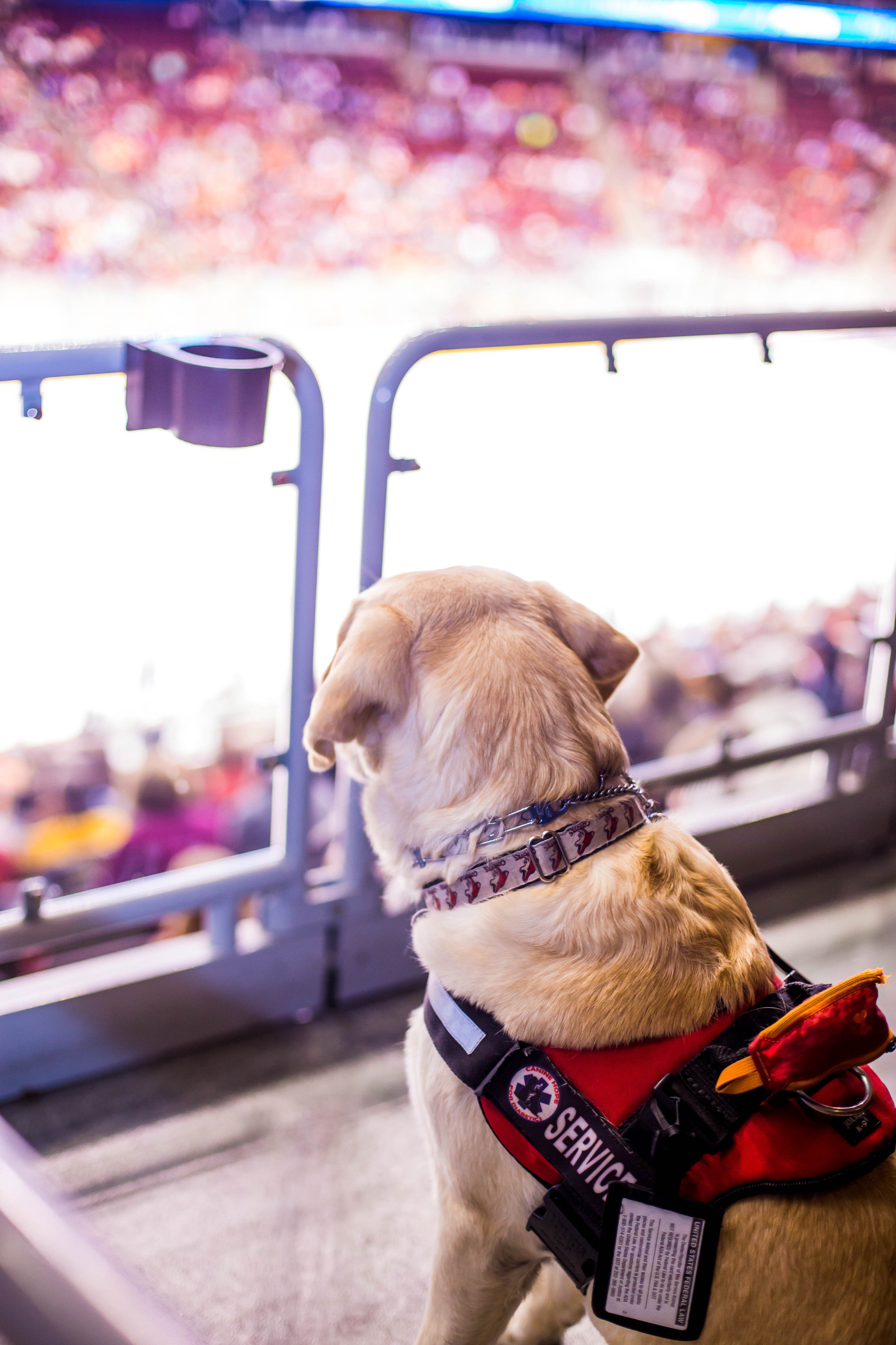 Blackhawks' Max Domi and his dog, Orion, share unique connection