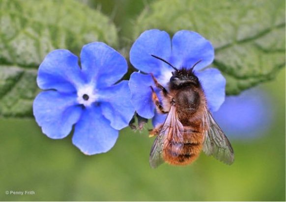 LGSpace's tweet photo. Can you make space for wildlife in your garden? From ponds to hedges, from bird nestboxes to plants for bees and butterflies, here are some top tips from @WildlifeTrusts: https://t.co/julyhIfxqb
#30DaysWild #gardening #nature https://t.co/MrmZnhiumr