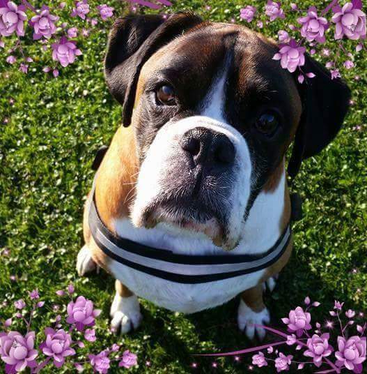 ClaireabelleRed's tweet photo. #NewProfilePic #facebookpic miss this boy every single day 💔 #boxerdog #brokenheart https://t.co/4feFNtSZCb