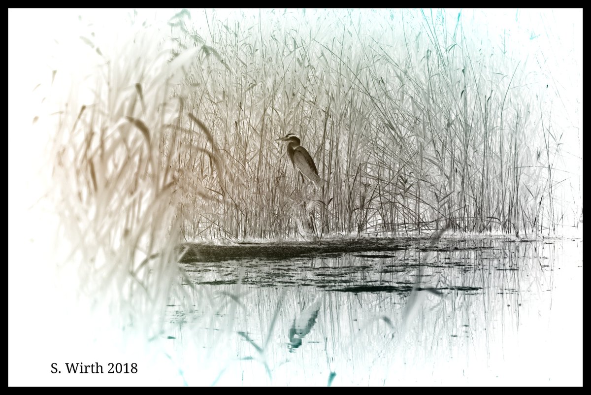 wirthstef's tweet photo. #Grey #Heron #Ardea #cinerea at #lake #Köppchensee close to #river #Tegeler #Fliess #Berlin June 2018. Copyrights #Stefan #F. #Wirth
#landscape #photography #wetland #artwork #bird #waterbirds #negative #reedbed #Waterside #Waterlandscae #artistic #artfilters #digitalart https://t.co/MZKRpJWC2t