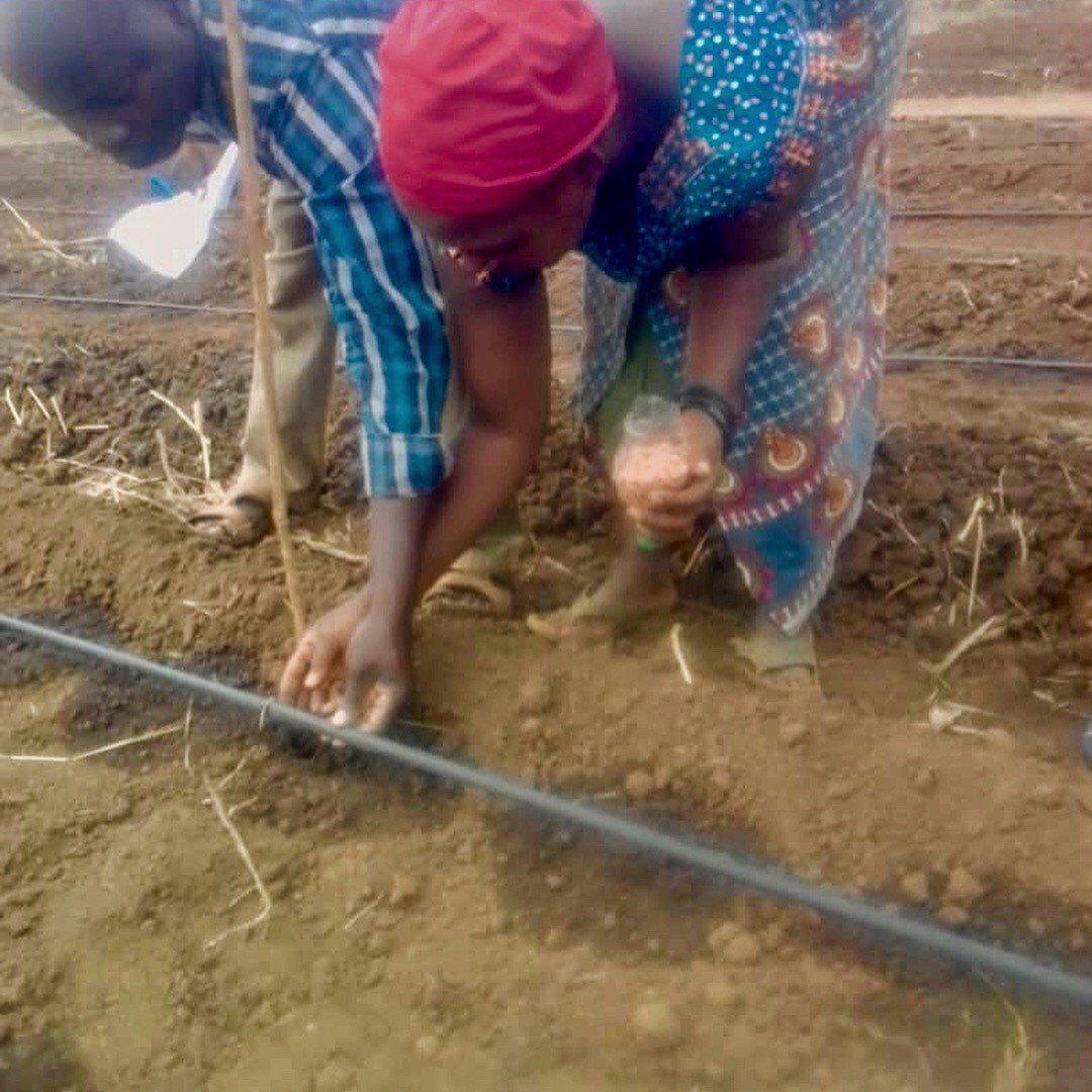 farmfromabox's tweet photo. Planting time in Kalimungoma with @WFP_Tanzania ! Drip irrigation makes a huge impact in strengthening the food production and livelihoods of rural farmers. Water smart solutions for better food security, dietary diversity and incomes. https://t.co/yRbk4861yS