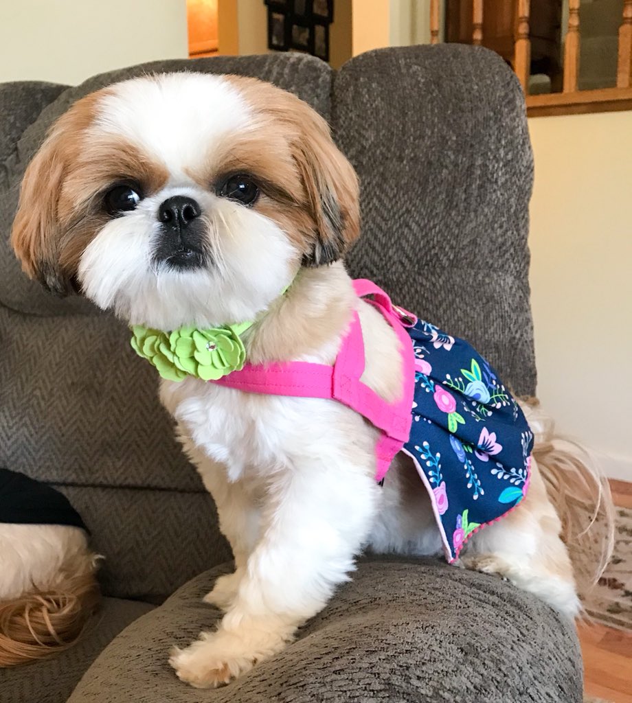 fluffdogcrew's tweet photo. Spring Tzu. #shihtzu #susanlancidesigns https://t.co/LE7QO5ukfr