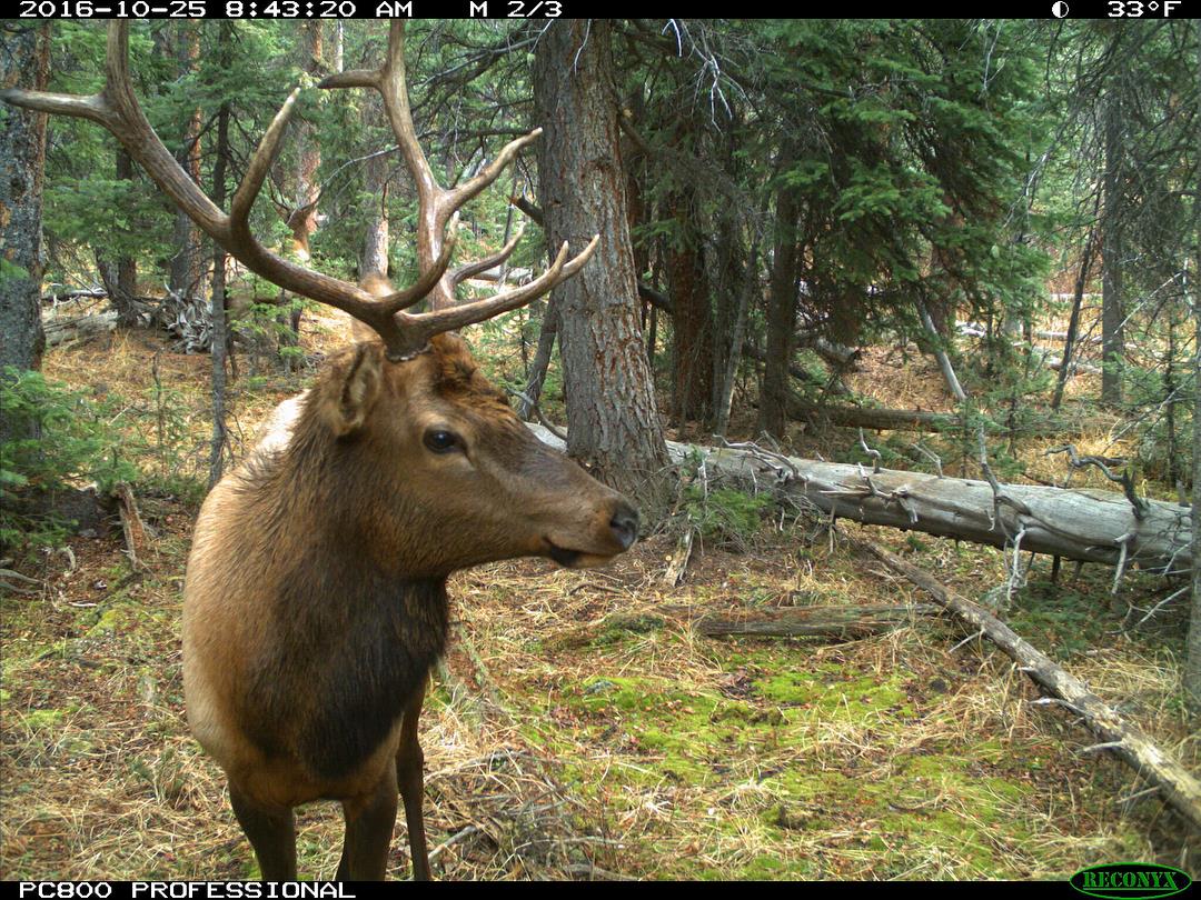 If an elk takes a selfie, is it an elkie?

Enjoy these elk shots from our game cameras. 
#WildlifeWednesday