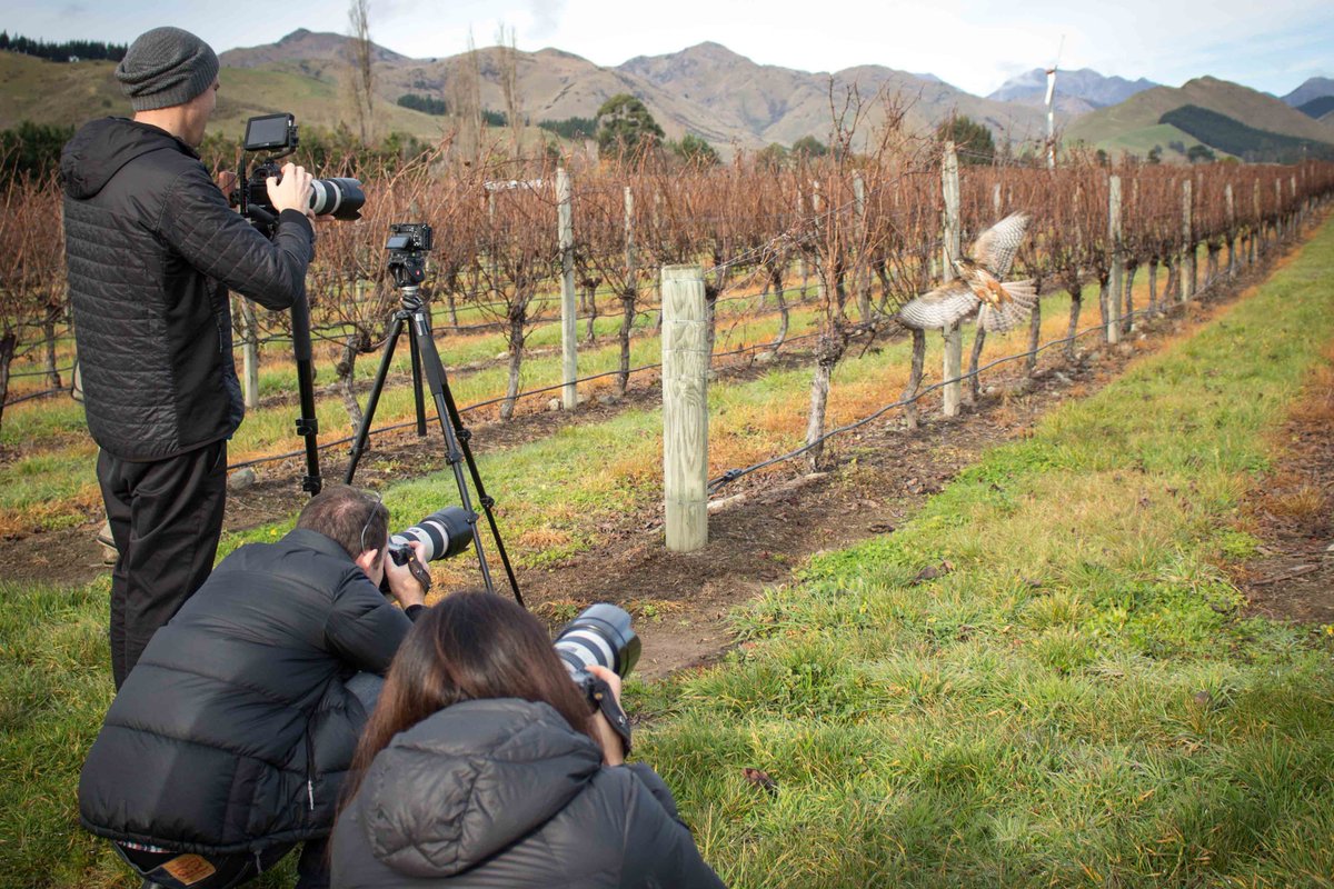 Lake_Chalice's tweet photo. How to catch the right shot of one of the worlds fastest birds...?
A healthy balance of skill, luck, planetary alignment and whether 'Fern' the kārearea is interested in playing or not.
#NZFalcon #Birdsofprey #LakeChaliceWines #GodLovesATryer https://t.co/IB08C7v6Ea