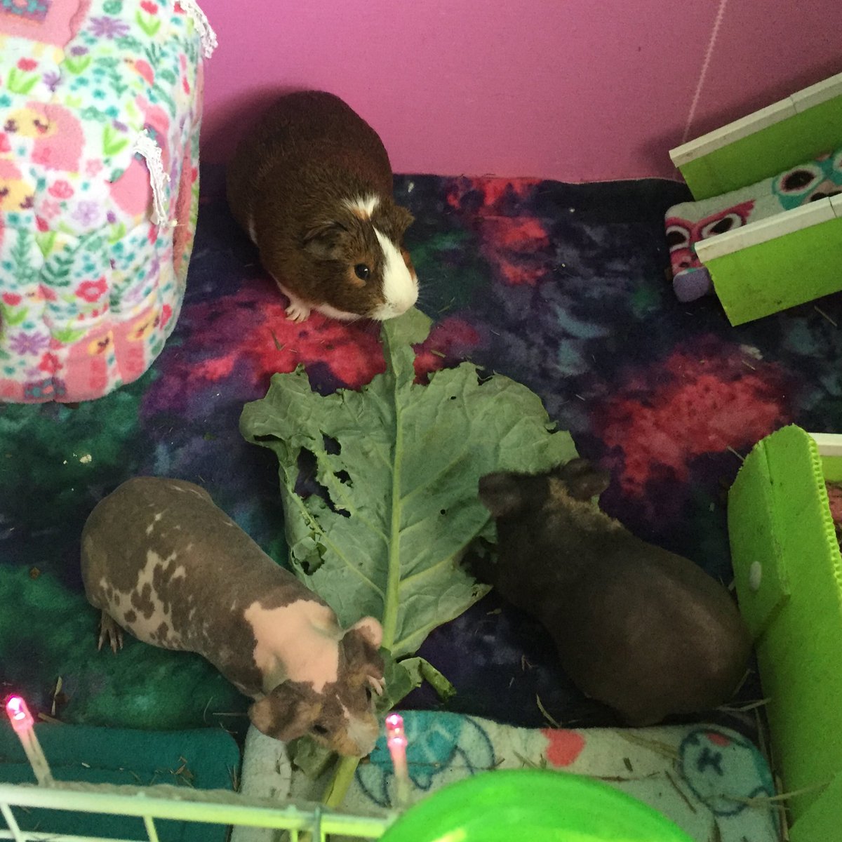 SkinnyPigRiver's tweet photo. The human’s brother has an urban farm, and now we get GIANT GREENS! #farming #guineapig https://t.co/NOZRW4mGBy