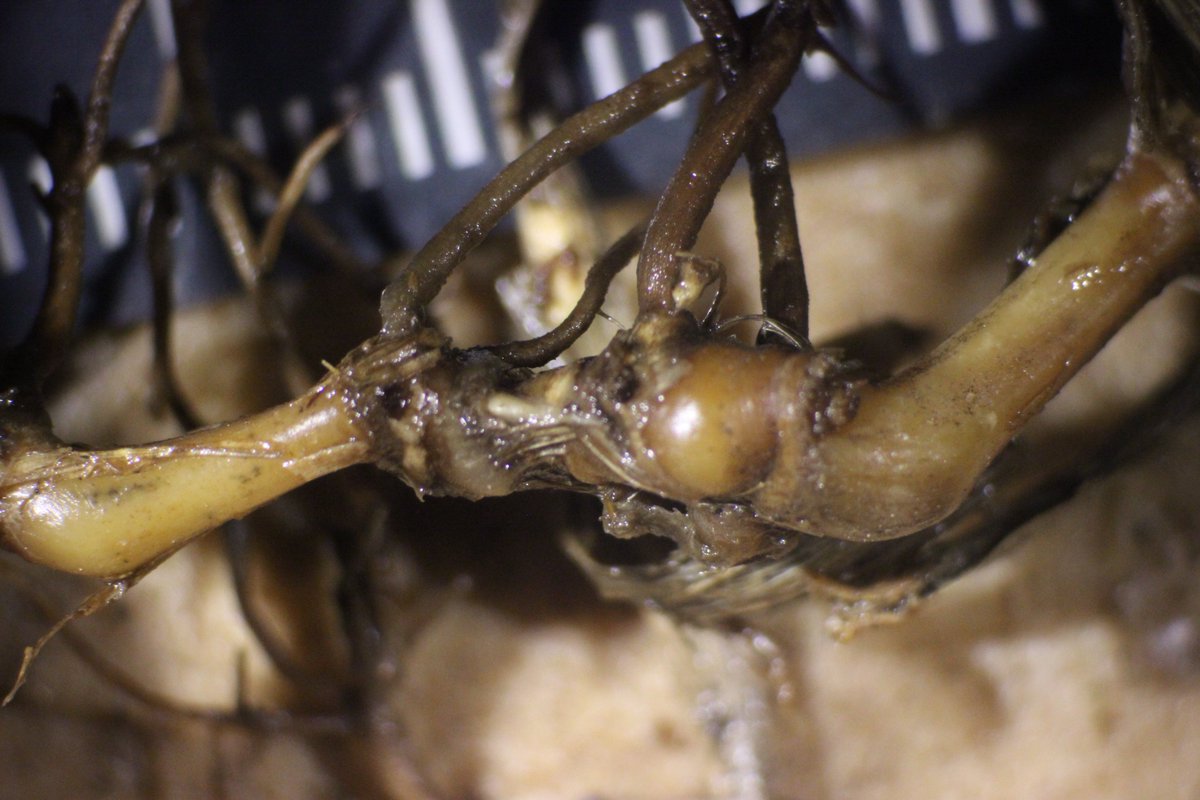 MSUextPlantLab's tweet image. St. Augustinegrass and its best friend #Gaeumannomyces. Grass with take-all root rot will have dark, brittle roots. Lobed hyphopodia of the fungus can usually be seen with a handlens on stolons, roots and leaves.  Goes to all of our warm season grasses.  #MSUext