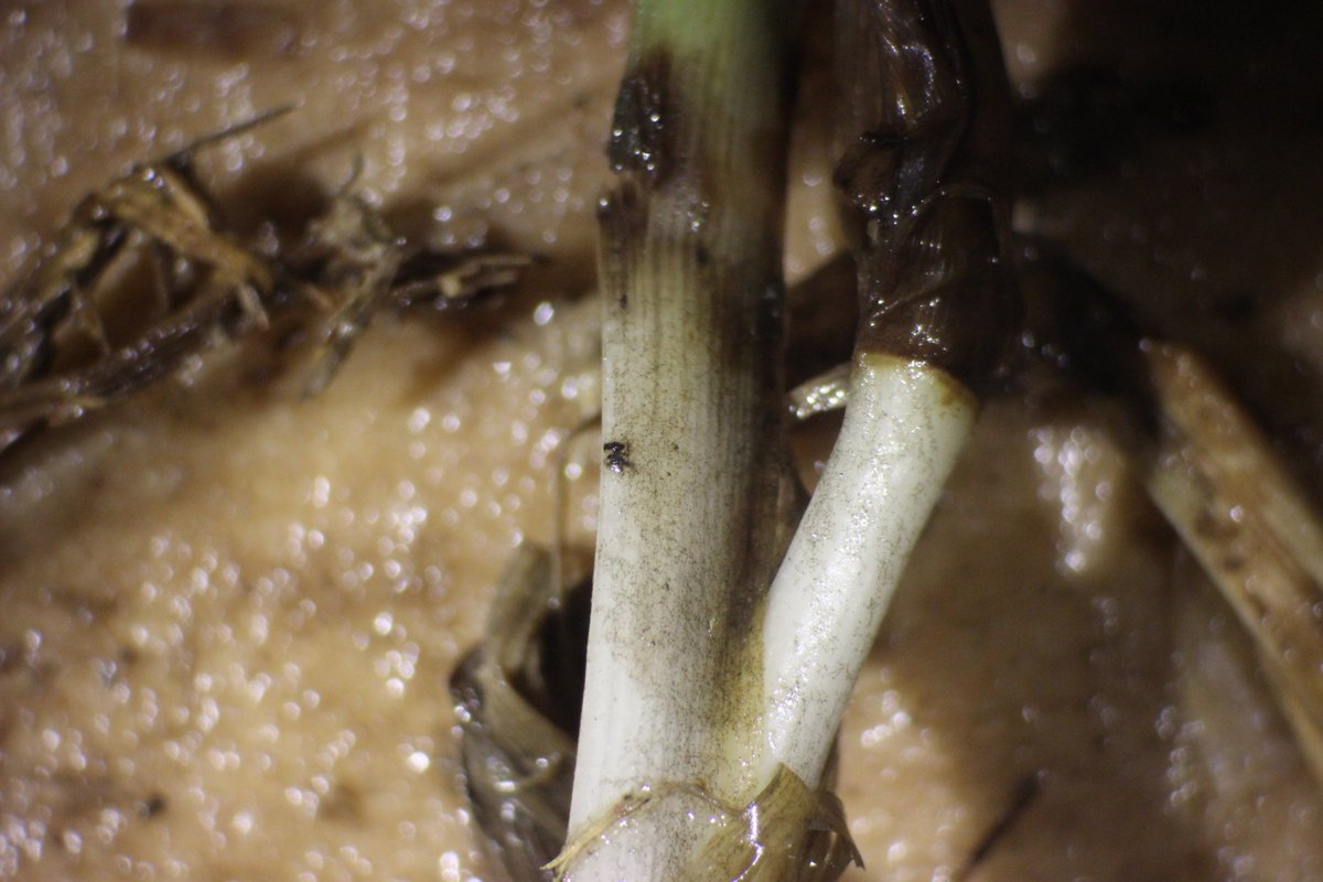 MSUextPlantLab's tweet image. St. Augustinegrass and its best friend #Gaeumannomyces. Grass with take-all root rot will have dark, brittle roots. Lobed hyphopodia of the fungus can usually be seen with a handlens on stolons, roots and leaves.  Goes to all of our warm season grasses.  #MSUext