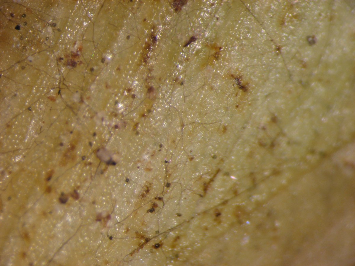 MSUextPlantLab's tweet image. St. Augustinegrass and its best friend #Gaeumannomyces. Grass with take-all root rot will have dark, brittle roots. Lobed hyphopodia of the fungus can usually be seen with a handlens on stolons, roots and leaves.  Goes to all of our warm season grasses.  #MSUext