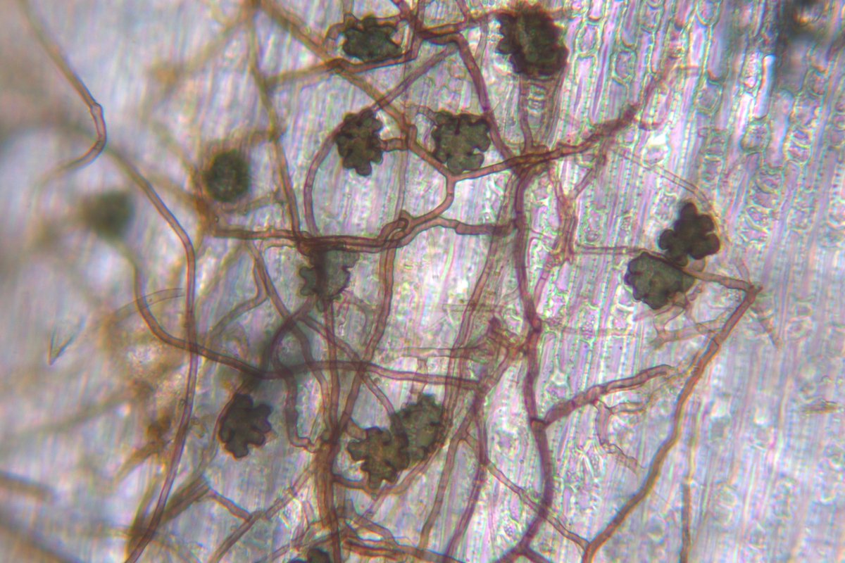 MSUextPlantLab's tweet image. St. Augustinegrass and its best friend #Gaeumannomyces. Grass with take-all root rot will have dark, brittle roots. Lobed hyphopodia of the fungus can usually be seen with a handlens on stolons, roots and leaves.  Goes to all of our warm season grasses.  #MSUext