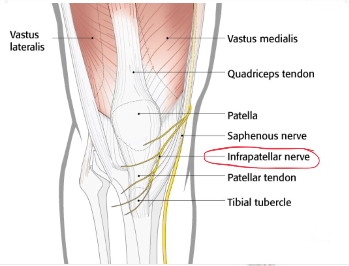 saphenous nerve knee