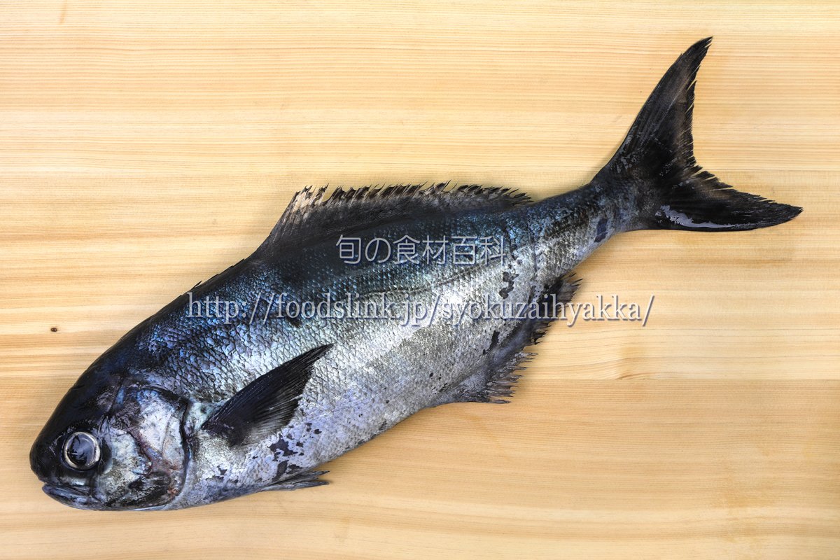 旬の食材百科 T Co 6jl3u4si メダイ イボダイ科の一種で産地では ダルマ セイジュウロウ タルメ などとも呼ばれています 透明感のある白身でクセや臭みがなく万人受けする魚で 夏から秋にかけては身に脂がのり 火を通しても程よい食感 旬の食材百科 T Co 6jl3u4si メダイ イボダイ科の一種で産地では ダルマ セイジュウロウ タルメ などとも呼ばれています 透明感のある白身でクセや臭みがなく万人受けする魚で 夏から秋にかけては身に脂がのり 火を通しても程よい食感