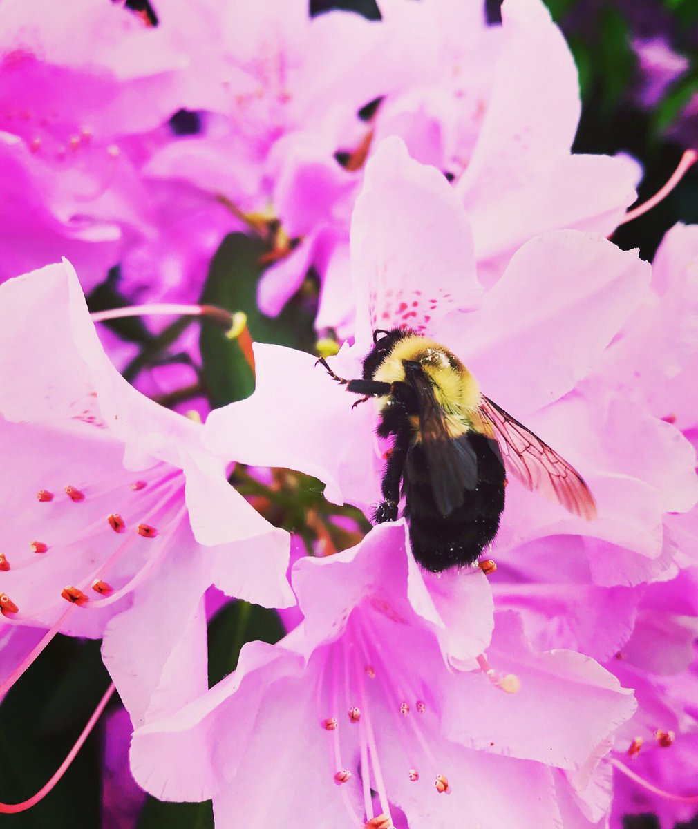DanielleA_'s tweet photo. Dinner time! ๐ธ๐ #dontkillbees https://t.co/8coIiD5n8z