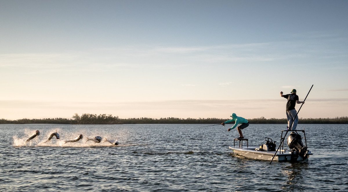 avidgear's tweet photo. Amazing Tarpon Action Sequence Shots By @nickshirghiophotography #AVIDGear #AVIDArmy https://t.co/1eqL4PfLbA