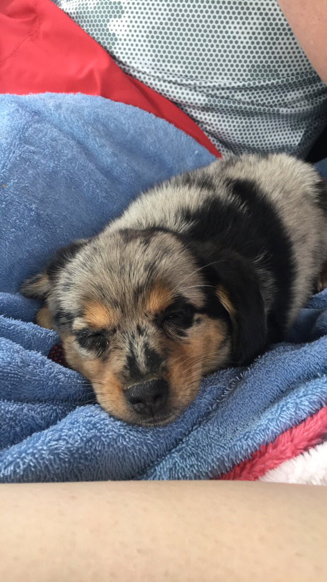 vietsmikayla's tweet photo. Everyone, meet Brutus 🐶💗 https://t.co/8kbsO5YjxW