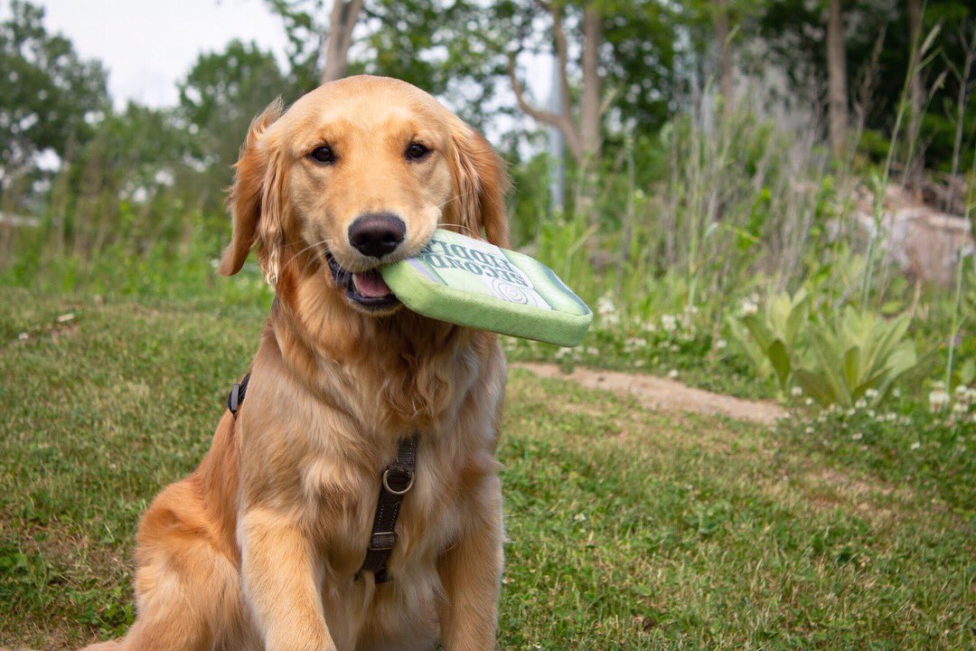 fiddleheadbrew's tweet photo. Pups like Second Fiddle too! Especially the squeaky toy kind. #BrewDog https://t.co/TBFSlFIfvE