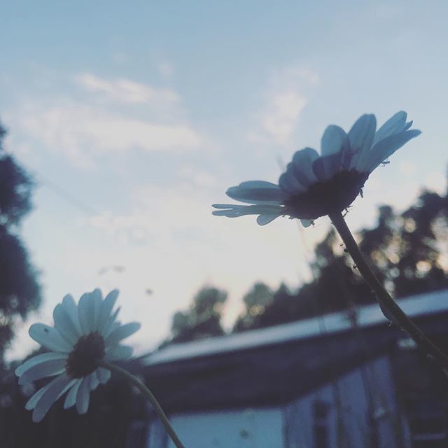 TreviskerGc's tweet photo. Daisy’s and late evening sky @ongwheowhe_medicine_grove #qigong #stkew #bestexerciseever https://t.co/z9O8OYERda https://t.co/JAFMuaSnV3