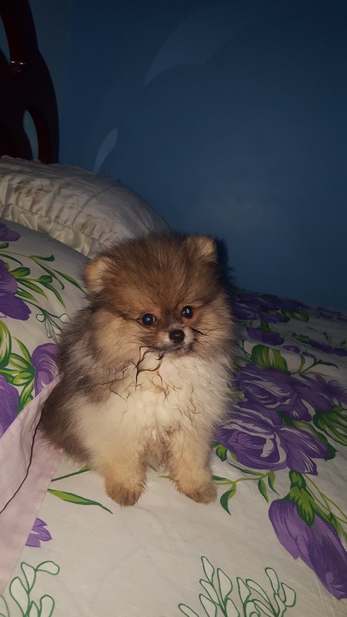 027Sucesso's tweet photo. Novo membro da família haha
Bolotinha de pelo kkkk ❤❤🐶🐶 https://t.co/TjeY6jkvEg