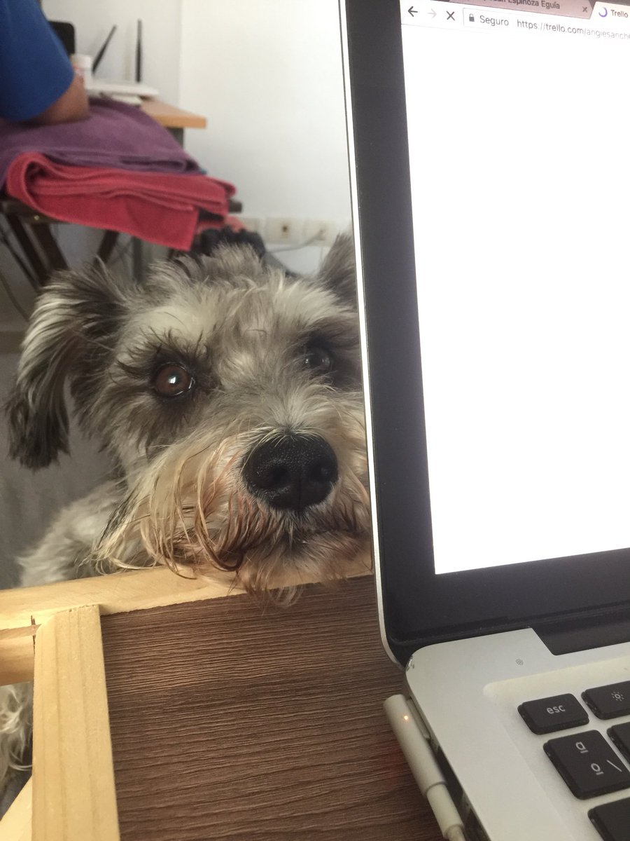 angiesanchez0's tweet photo. Crónicas de un perro anunciado. 
Él, sutilmente, pidiendo atención.
🐶👑
#doggo #dogsoftwitter https://t.co/CcywzDeyhK