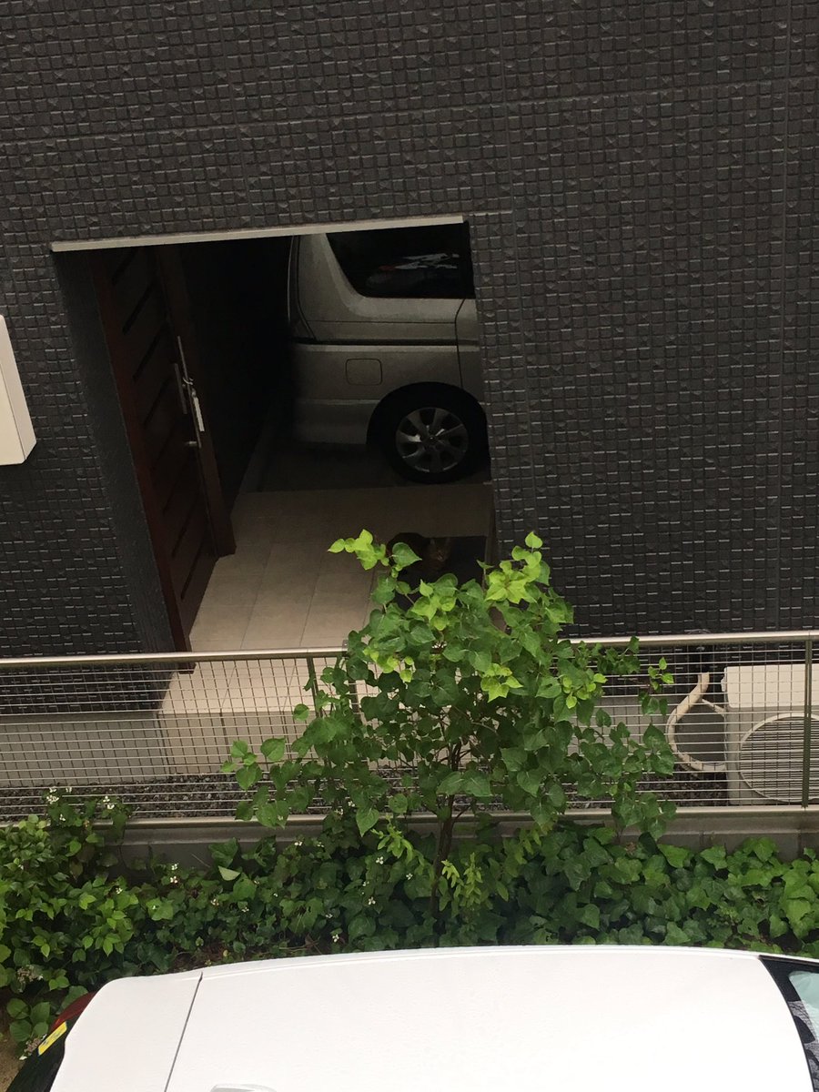 okamegunoda's tweet photo. 明日17時半からUP TO YOUですー
まだチケット余ってます😭

ご主人の帰りを待つかわいい猫おるなー思たら、、、
めちゃくちゃこっち睨んどるやないか！！！！！ https://t.co/R5ui8GDDMK