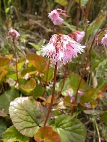 6月7日の誕生花