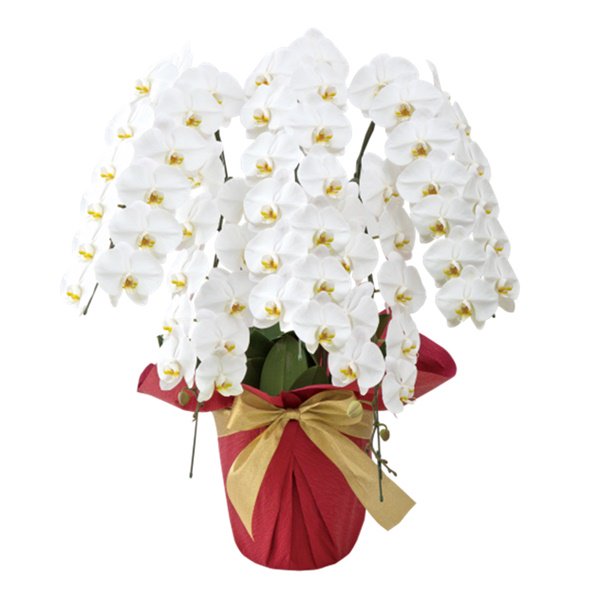 ট ইট র 法人様向けギフトokurimono おくりもの ビジネスマナー 祝花 移転祝いには何を贈ればいいの その相場やタイミングは Https T Co Tdjc21mpbd 移転祝い 胡蝶蘭 贈り物 総務 マナー お礼状 観葉植物 お祝い 祝花 ビジネスマナー