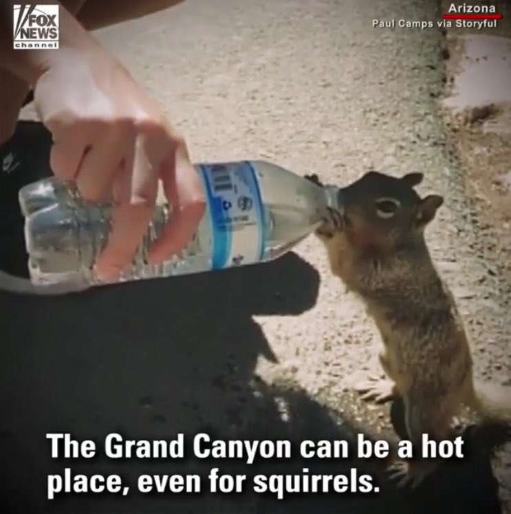 TheBeeAZ's tweet photo. How cute❤️ The desert heat got to this little squirrel so a hiker in the #GrandCanyon shared his water bottle to help hydrate the little fella. #thebee #caringnews #azheat #hydrate #weather 

📸: #FoxNews Instagram https://t.co/lFZliqqLuA