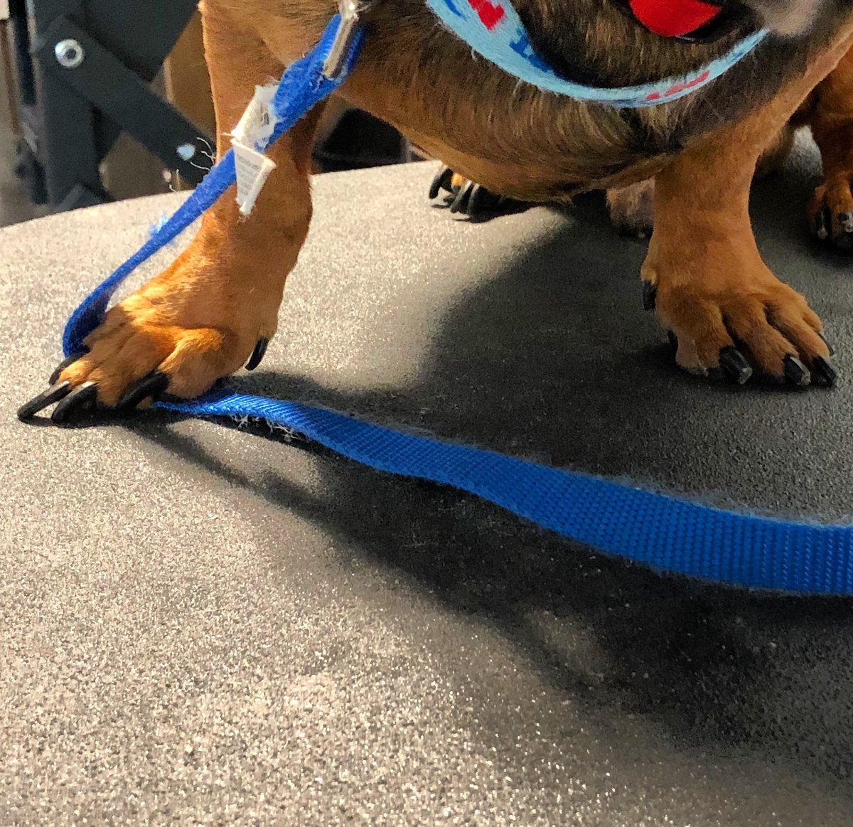 Does Petsmart Clip Dog Nails